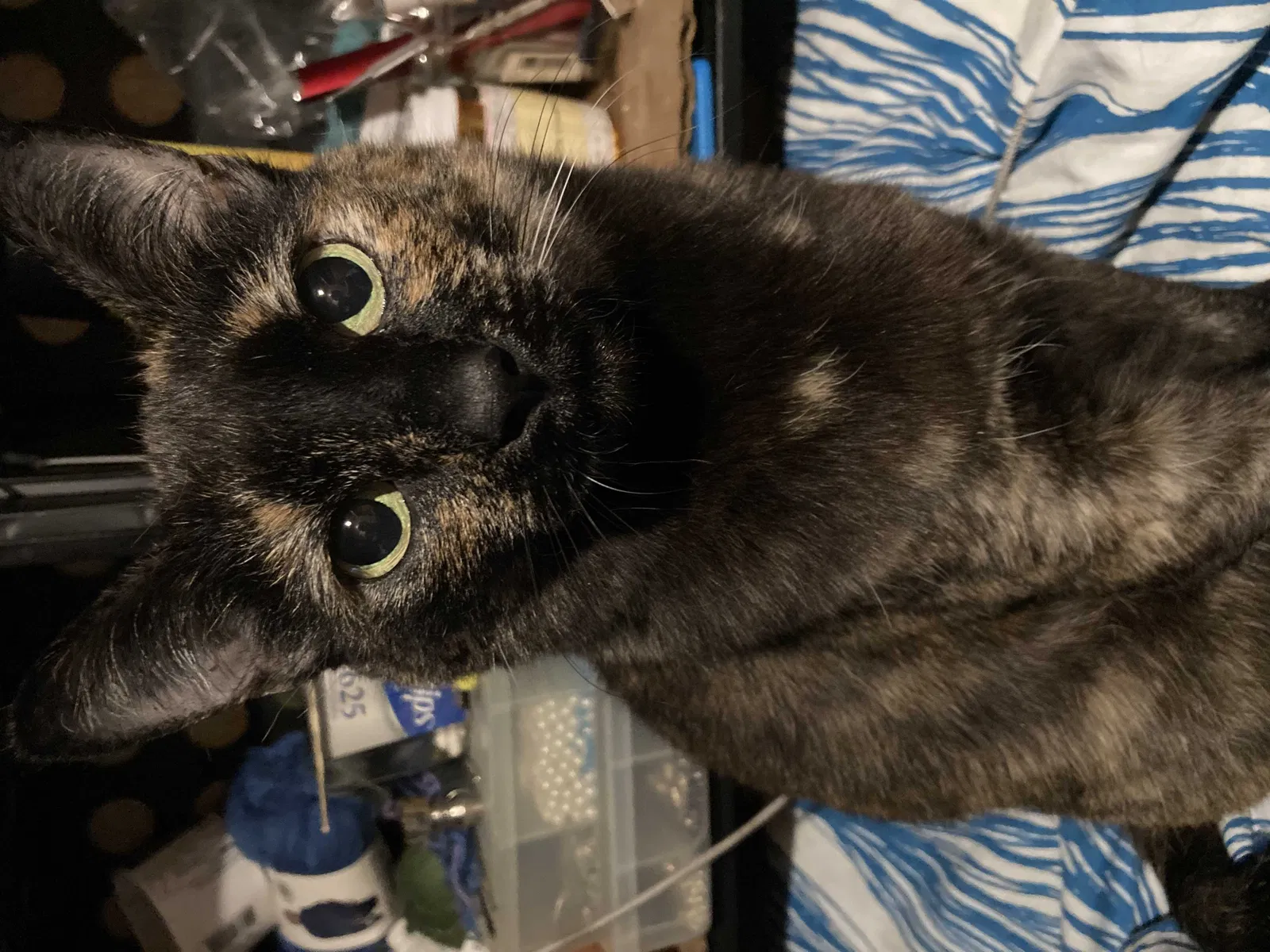 Lost cat in Bakersfield, CA, 93307
