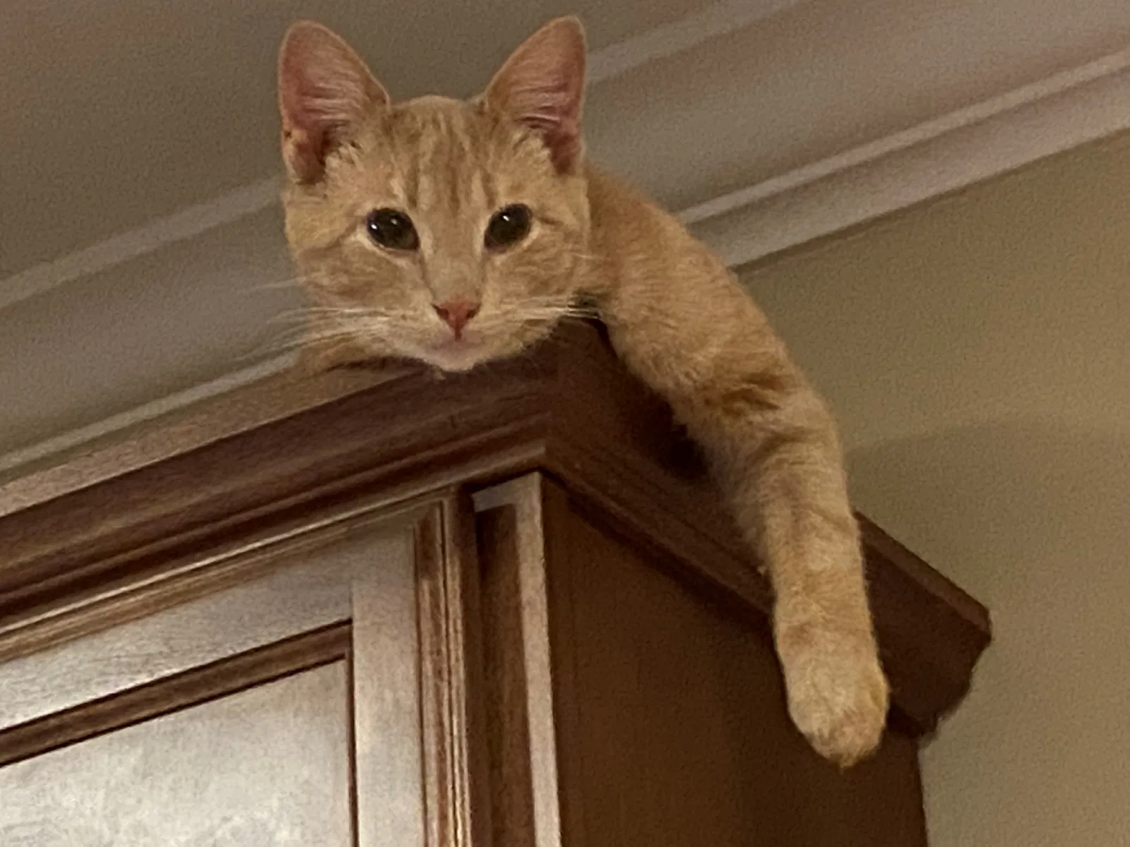 Lost cat in East Bend, NC, 27018