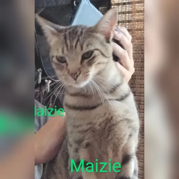 Lost cat in San Diego, CA, 92110