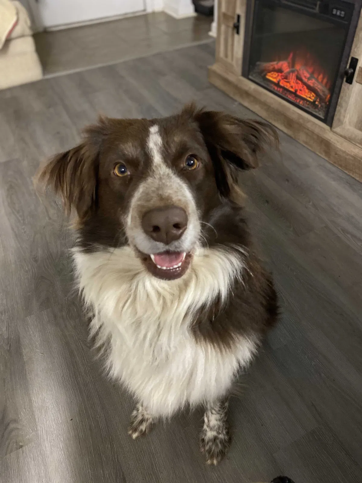 Lost dog in Springfield, MO, 65803
