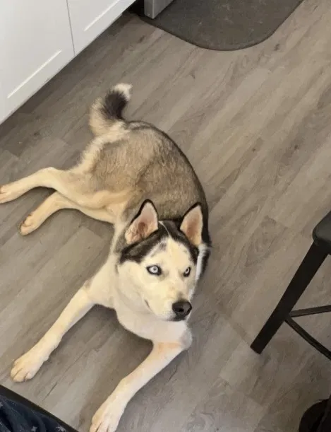 Lost dog in Powder Springs, GA, 30127