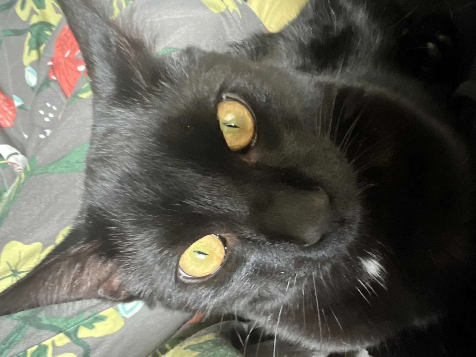 Lost cat in Portland, OR, 97216
