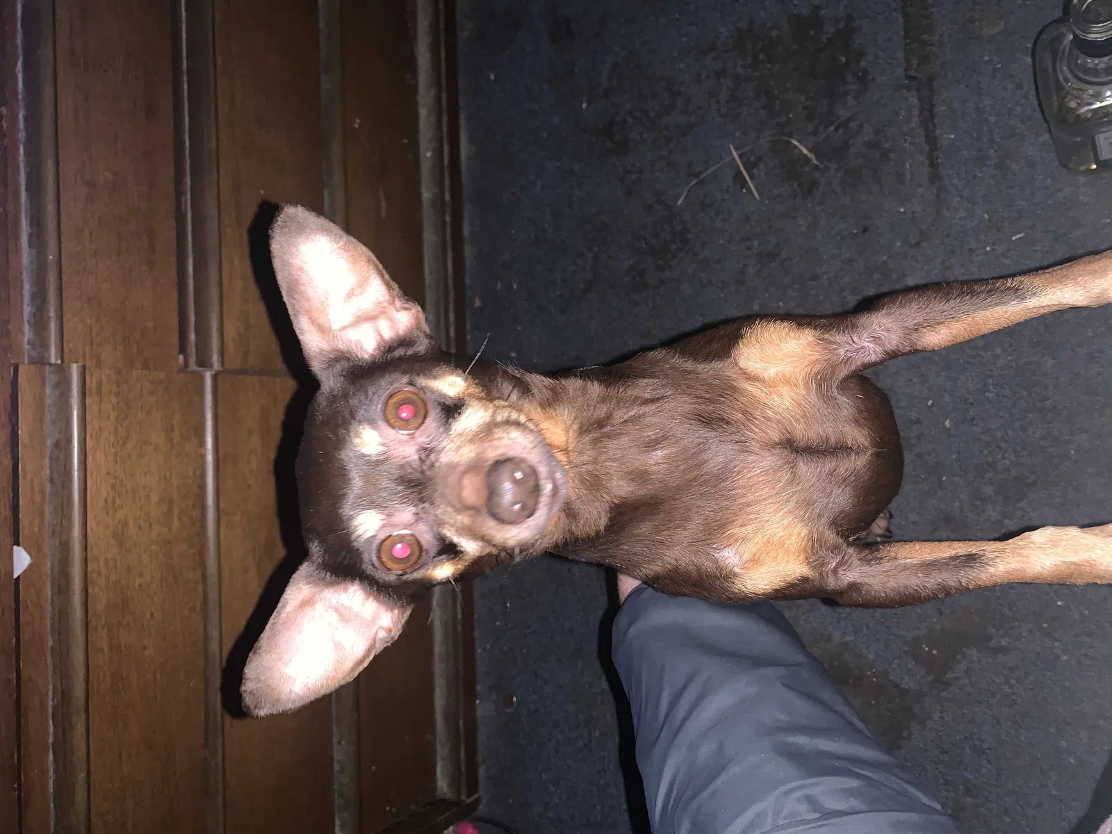 Lost dog in Lowell, NC, 28098