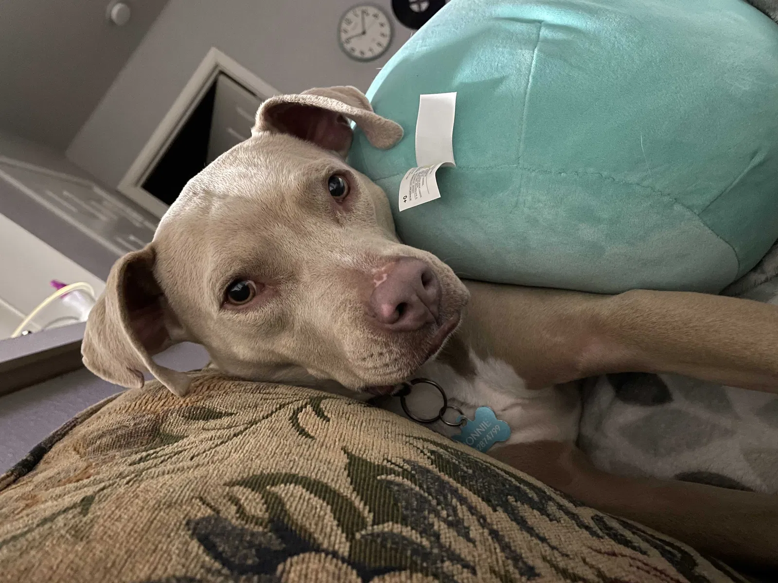 Lost dog in Denton, TX, 76205