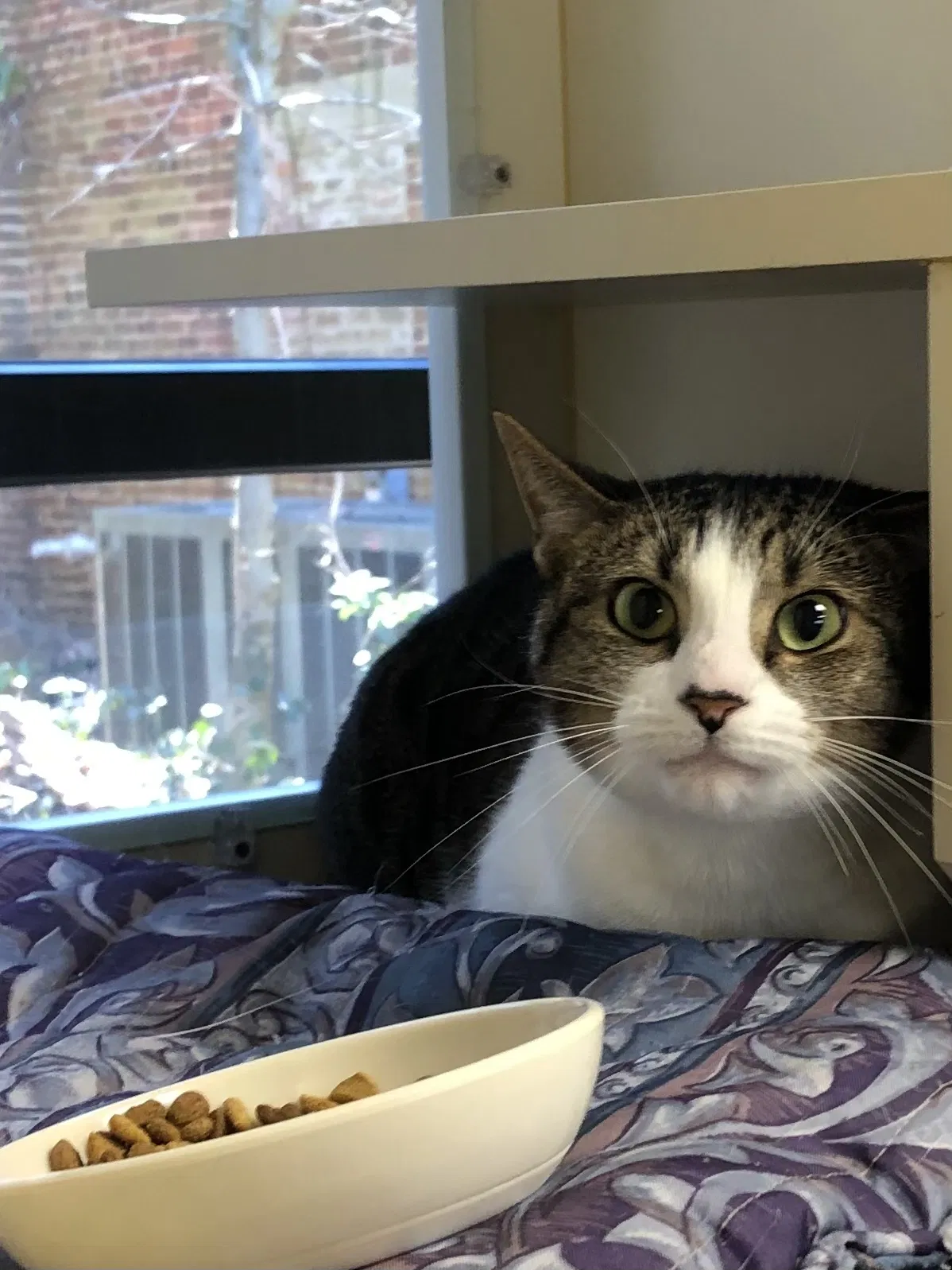 Lost cat in Clarksville, TN, 37040