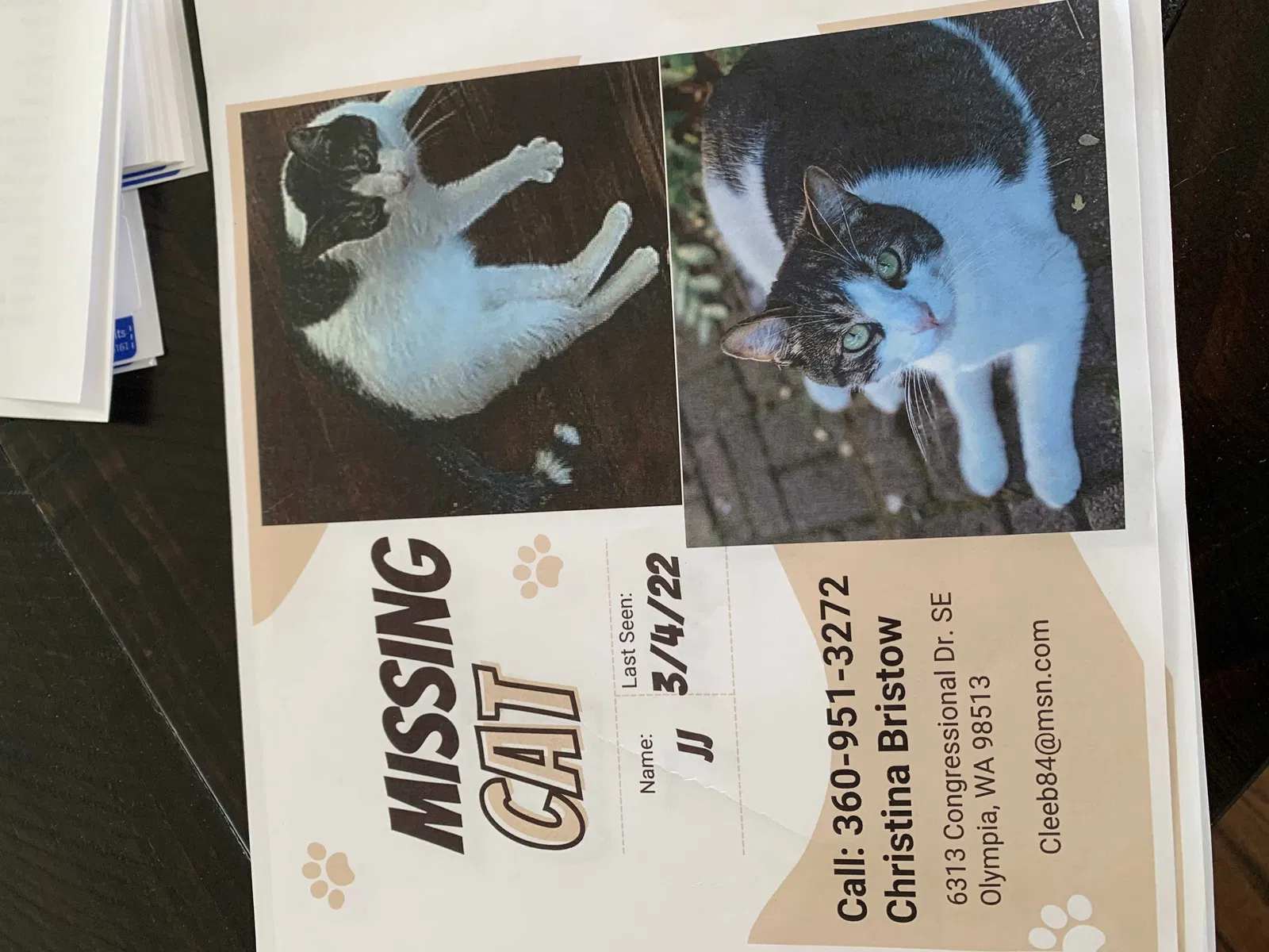 Lost cat in Olympia, WA, 98513
