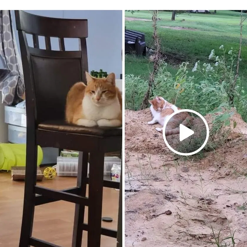 Lost cat in Joshua, TX, 76058