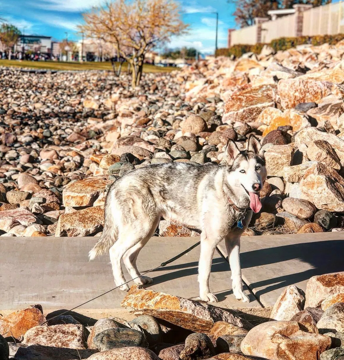 Lost dog in Las Vegas, NV, 89113