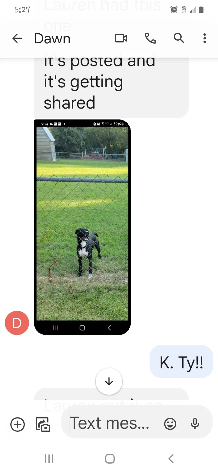 Lost dog in Walnut Cove, NC, 27052