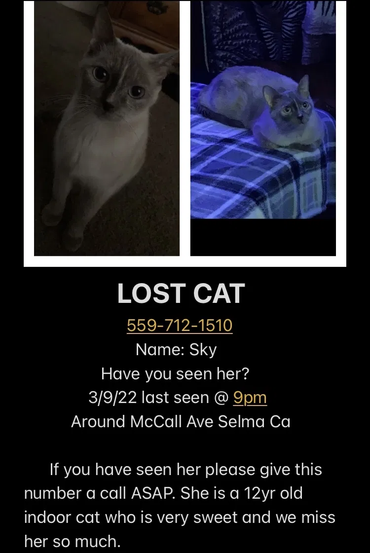 Lost cat in Selma, CA, 93662