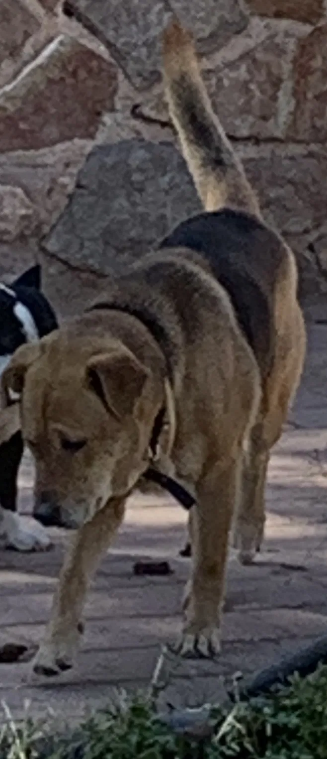 Lost dog in El Paso, TX, 79930