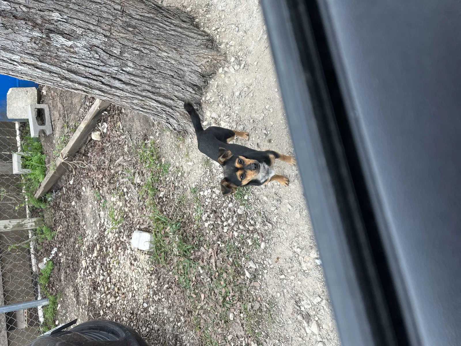 Lost dog in Austin, TX, 78724