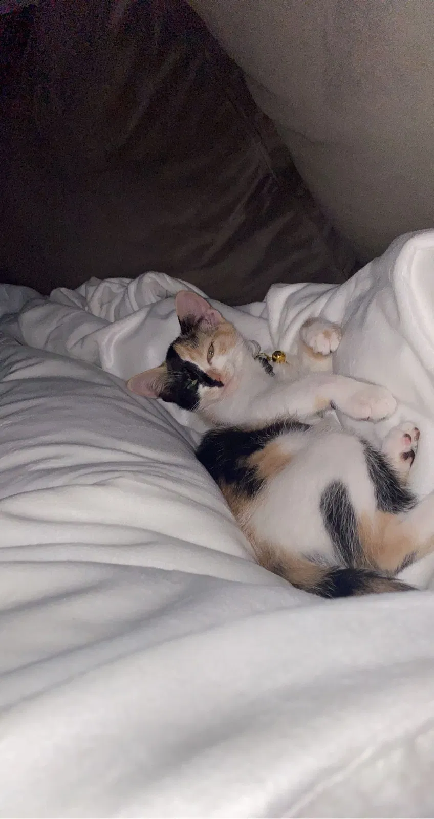 Lost cat in Atlanta, GA, 30316