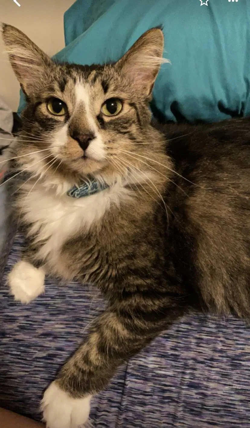Lost cat in Lyles, TN, 37098