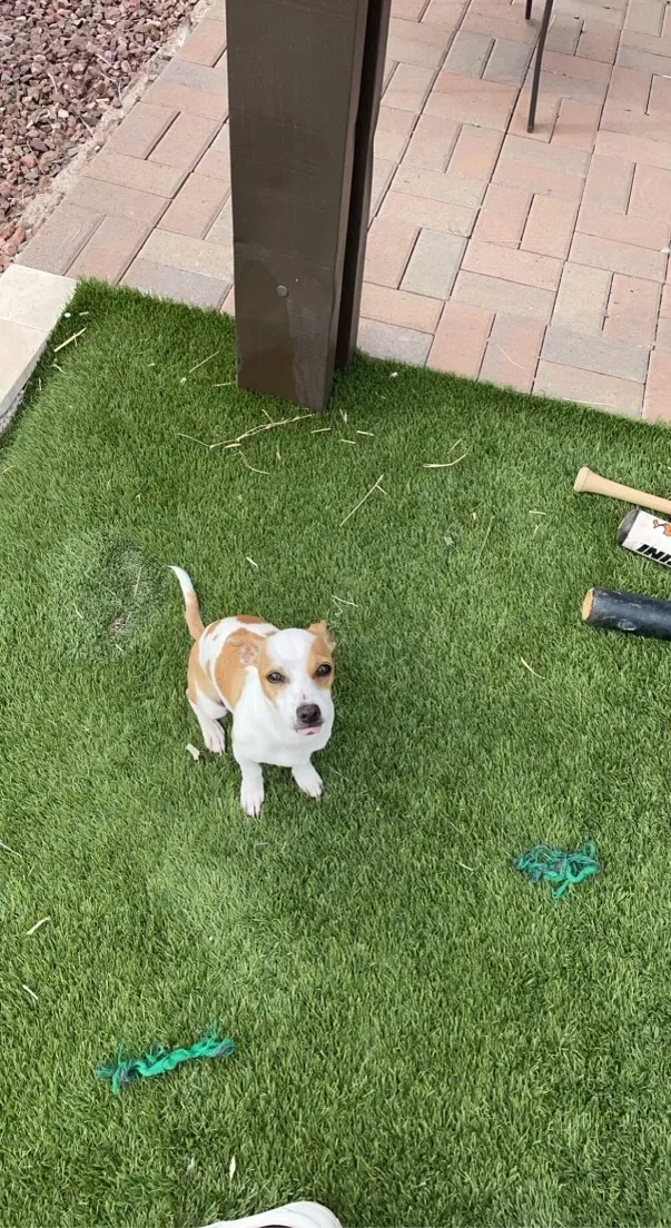 Lost dog in Buckeye, AZ, 85326