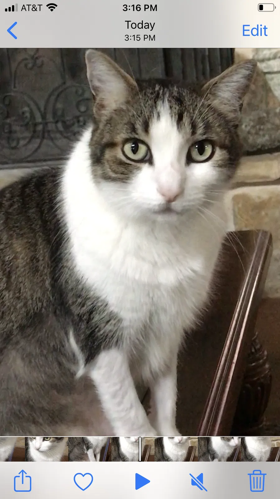 Lost cat in Red Oak, TX, 75154