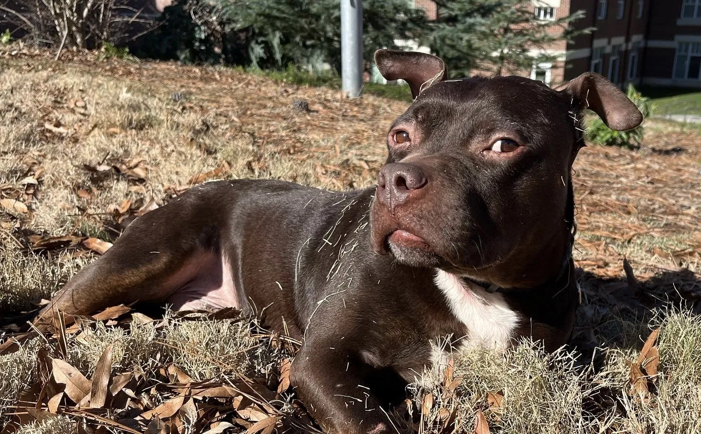 Lost dog in Durham, NC, 27705