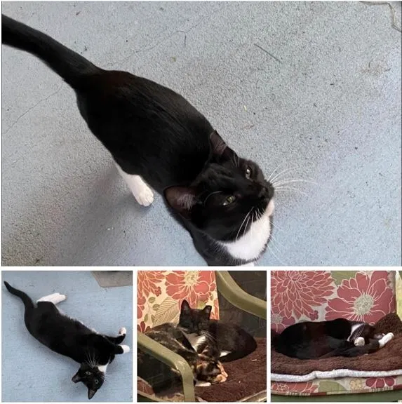Lost cat in Gainesville, FL, 32609