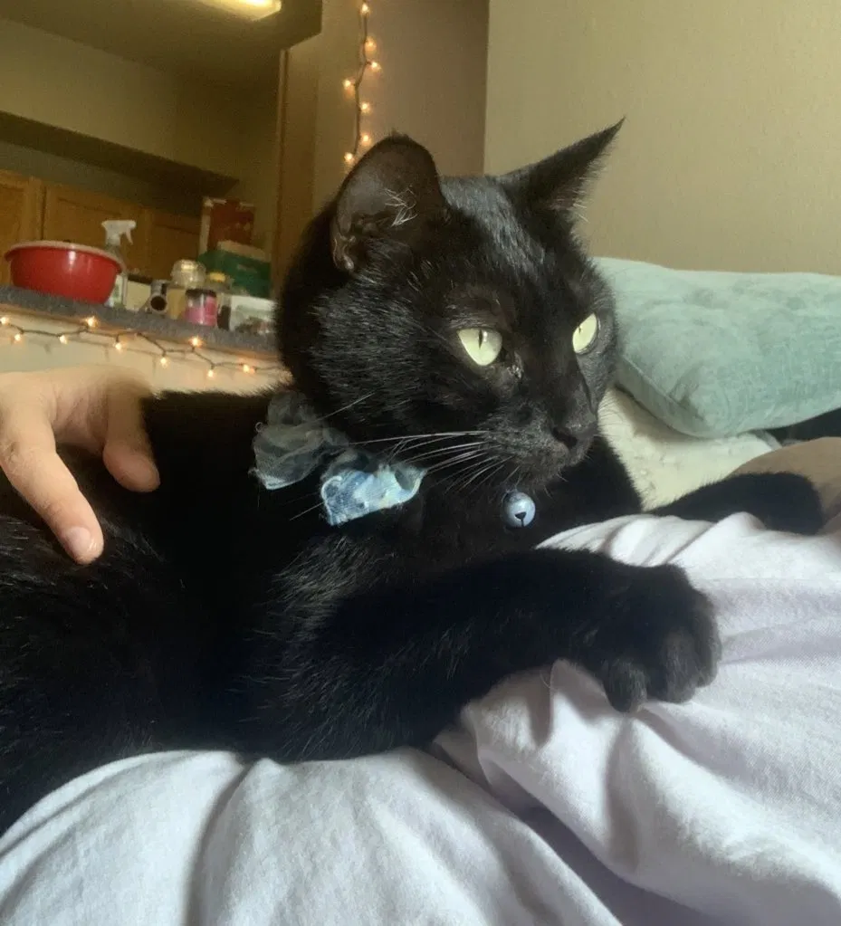 Lost cat in San Antonio, TX, 78217