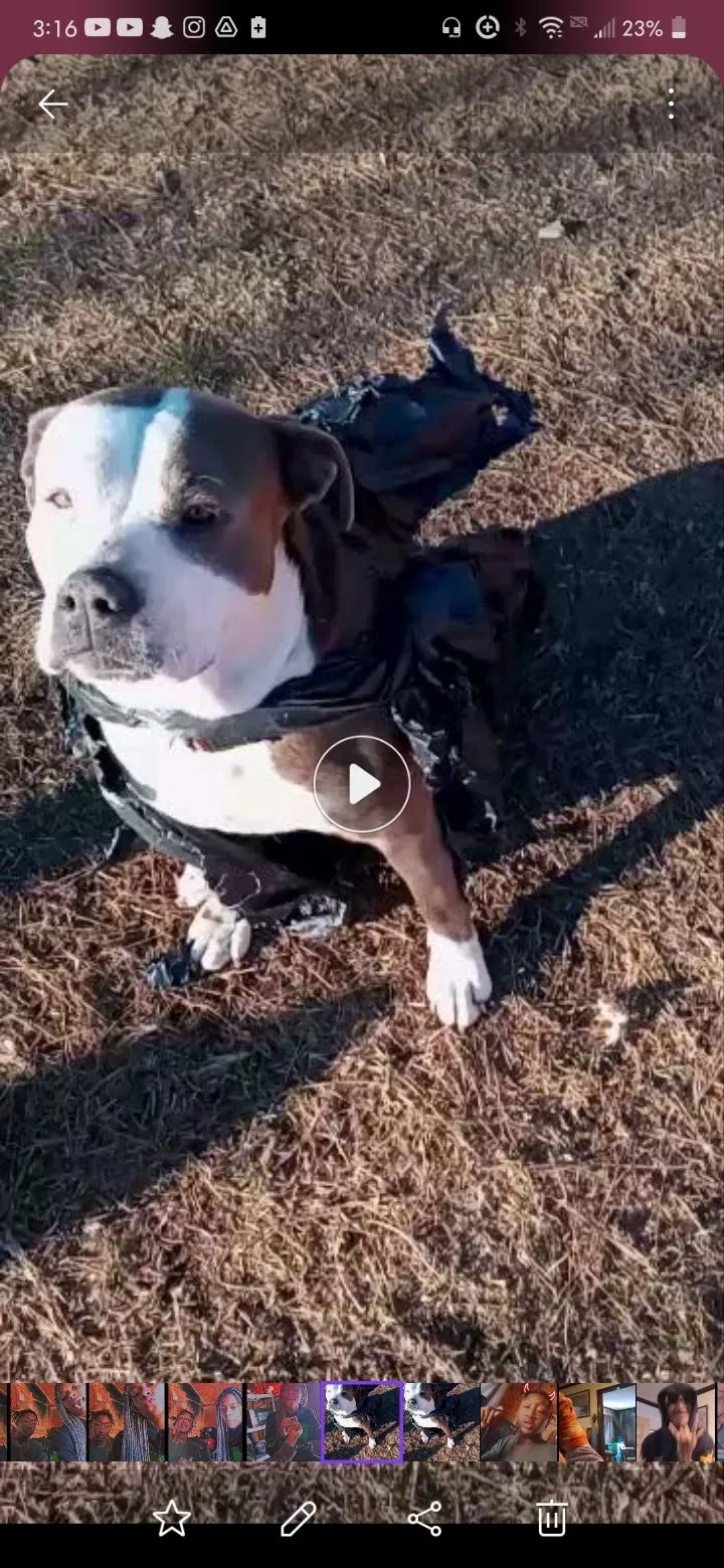 Lost dog in Columbia, SC, 29203
