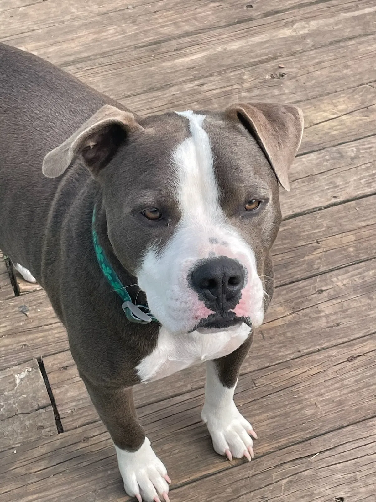 Lost dog in Forney, TX, 75126