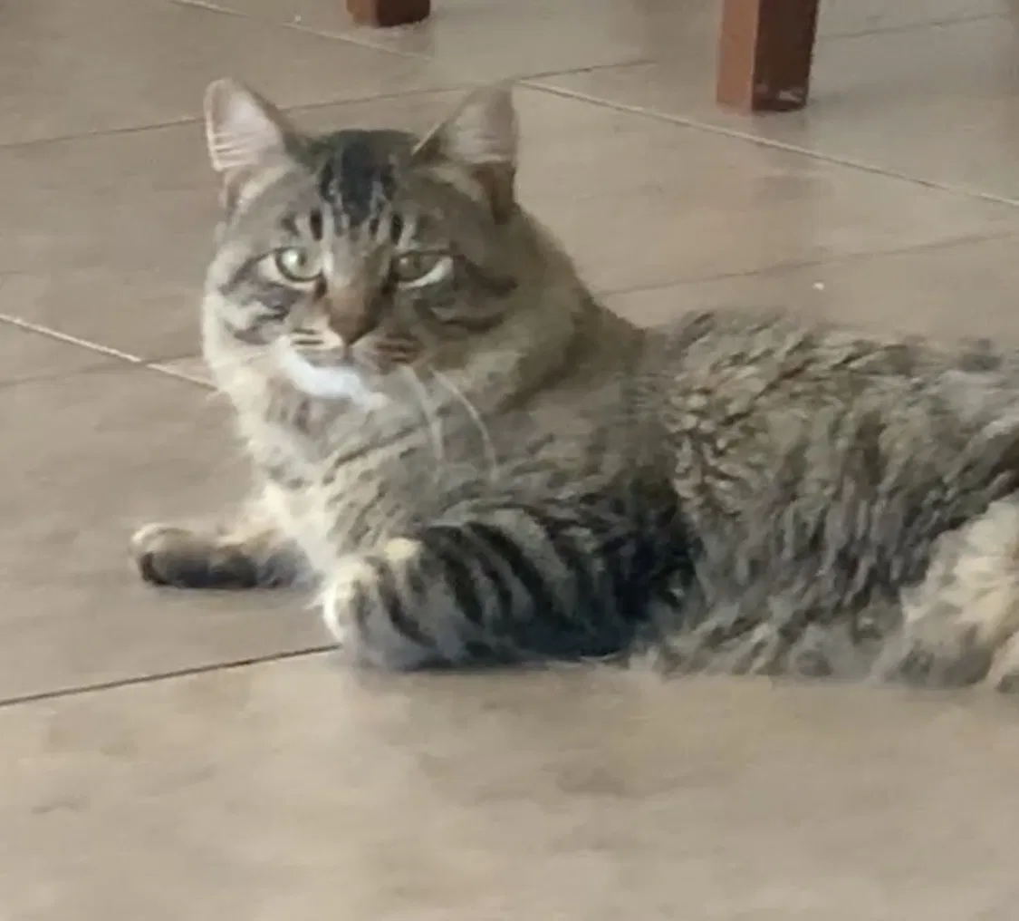 Lost cat in Avondale, AZ, 85323