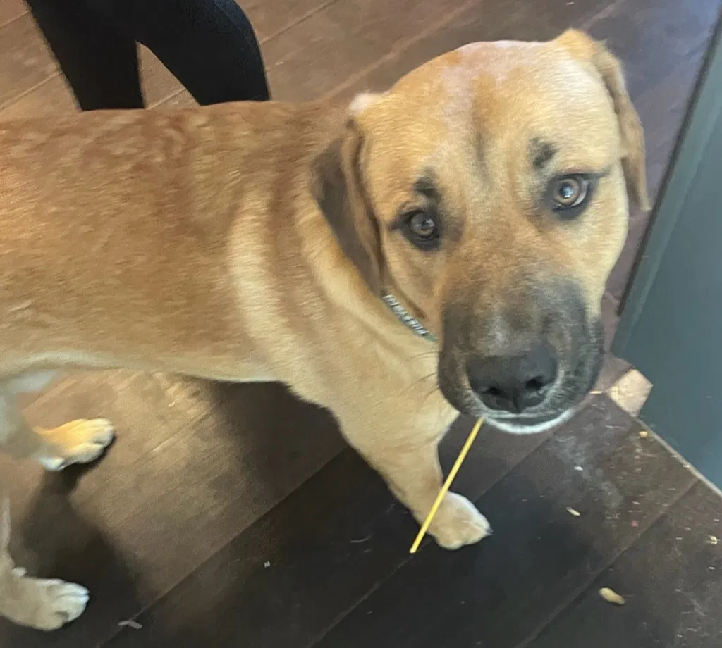 Lost dog in Forney, TX, 75126