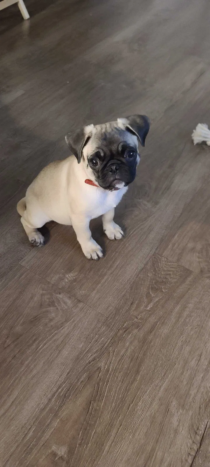 Lost dog in Mountlake Terrace, WA, 98043
