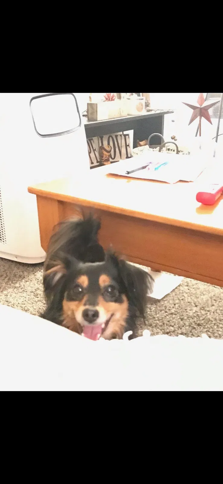 Lost dog in Renton, WA, 98059