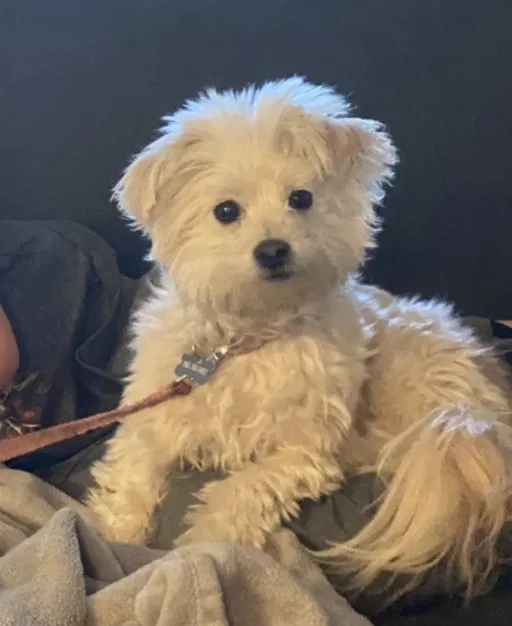 Lost dog in Huntington Beach, CA, 92646