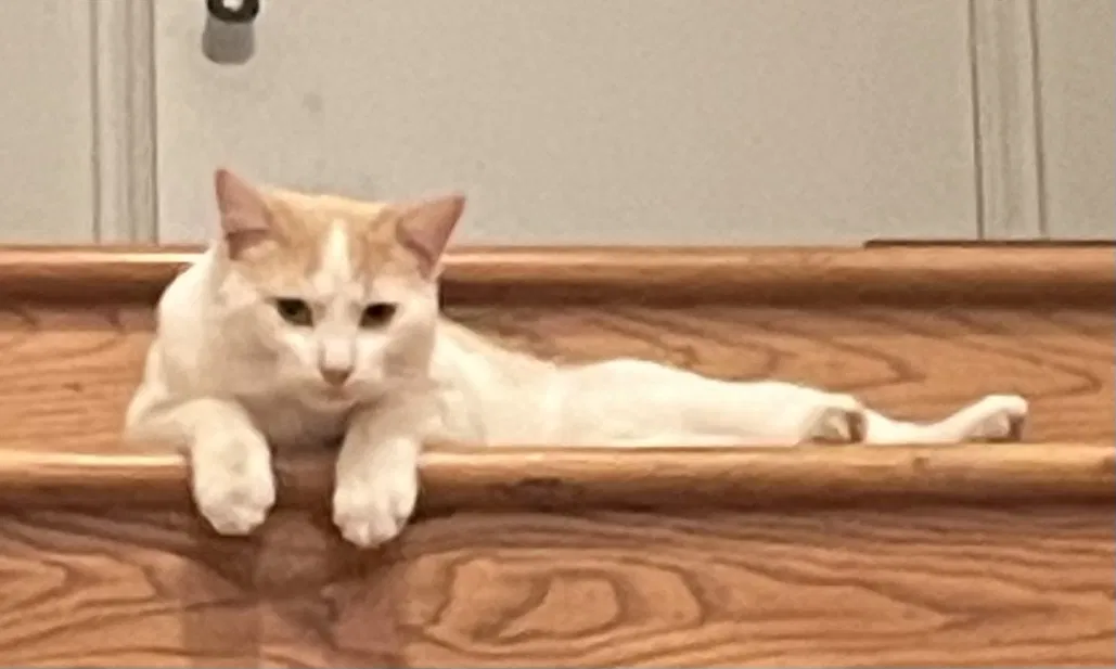 Lost cat in Beverly Hills, CA, 90210