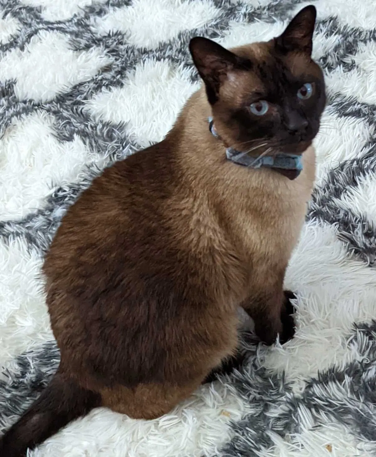 Lost cat in Land O Lakes, FL, 34638