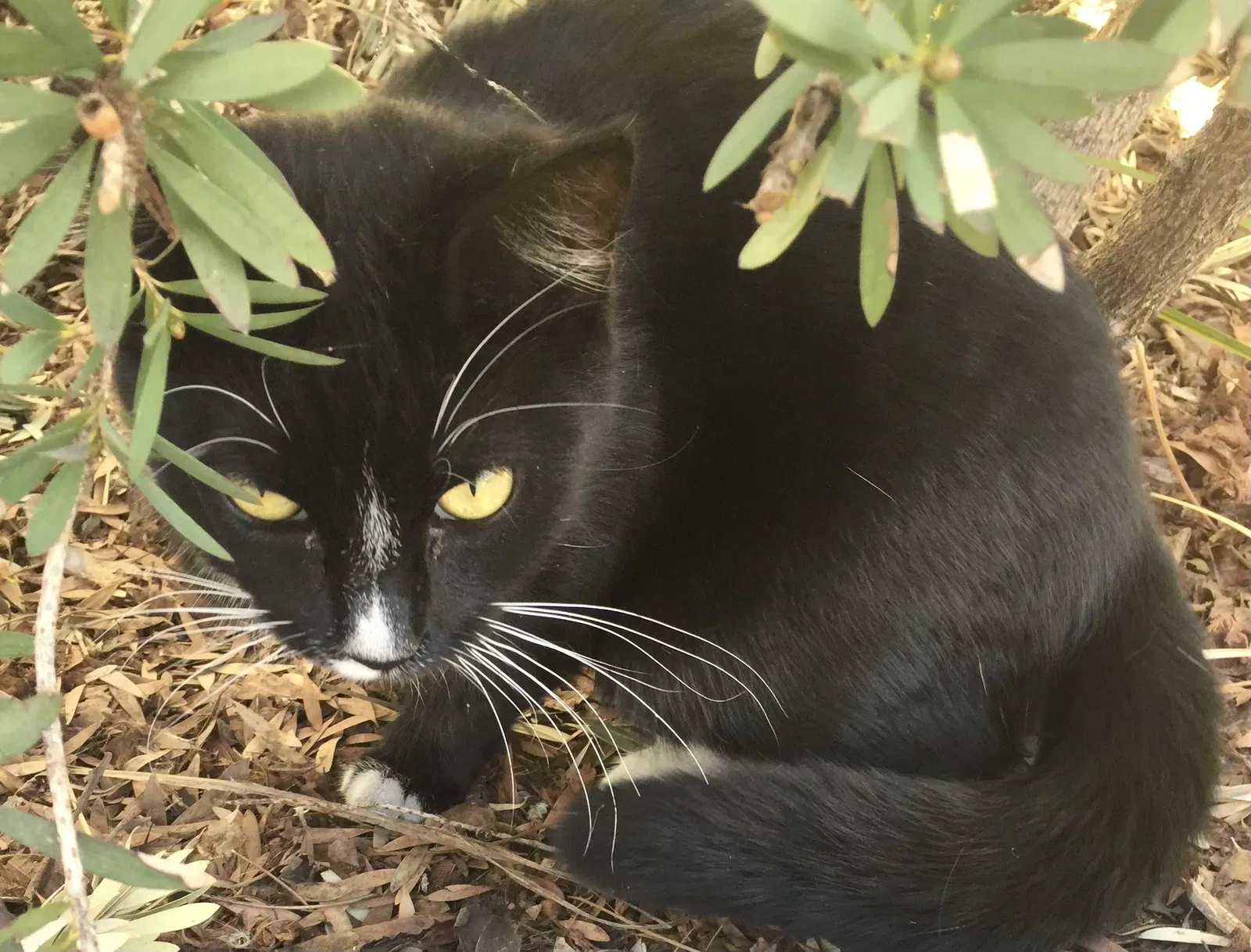 Lost cat in Los Angeles, CA, 90004
