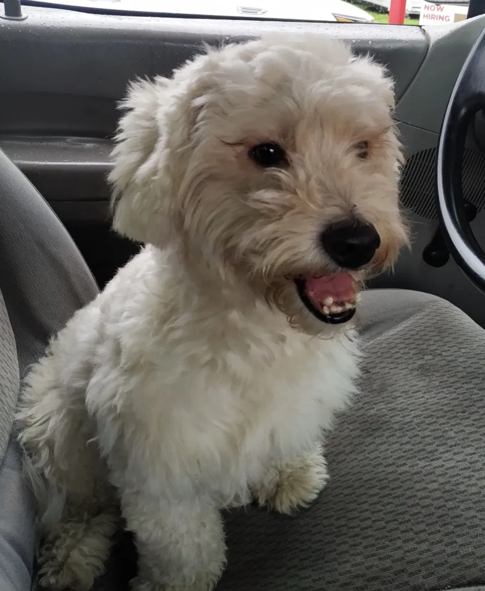 Lost dog in Hudson, FL, 34667