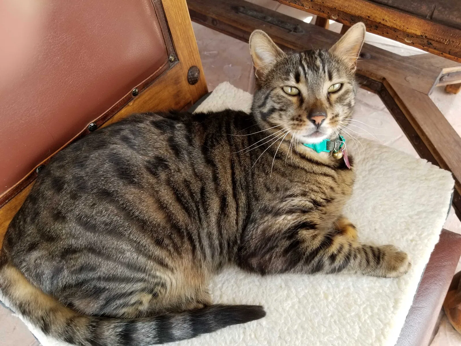Lost cat in Las Vegas, NV, 89129