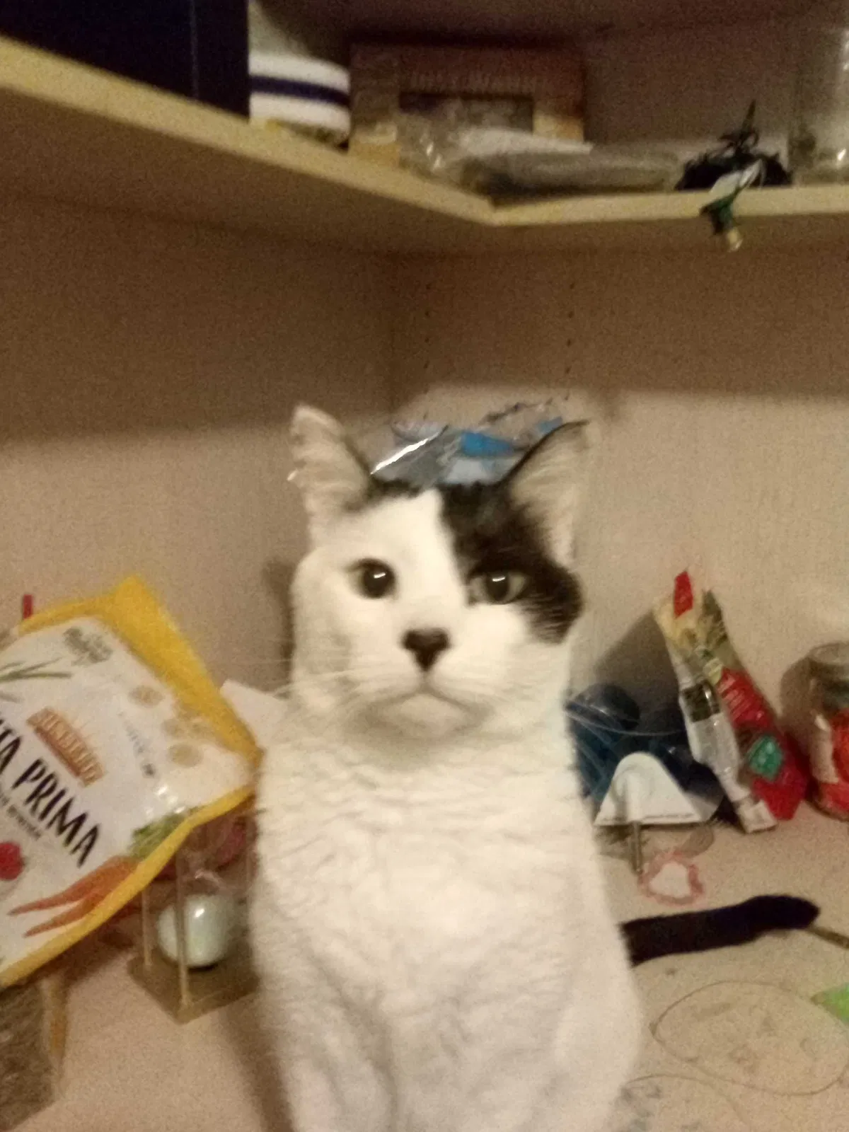 Lost cat in San Tan Valley, AZ, 85143