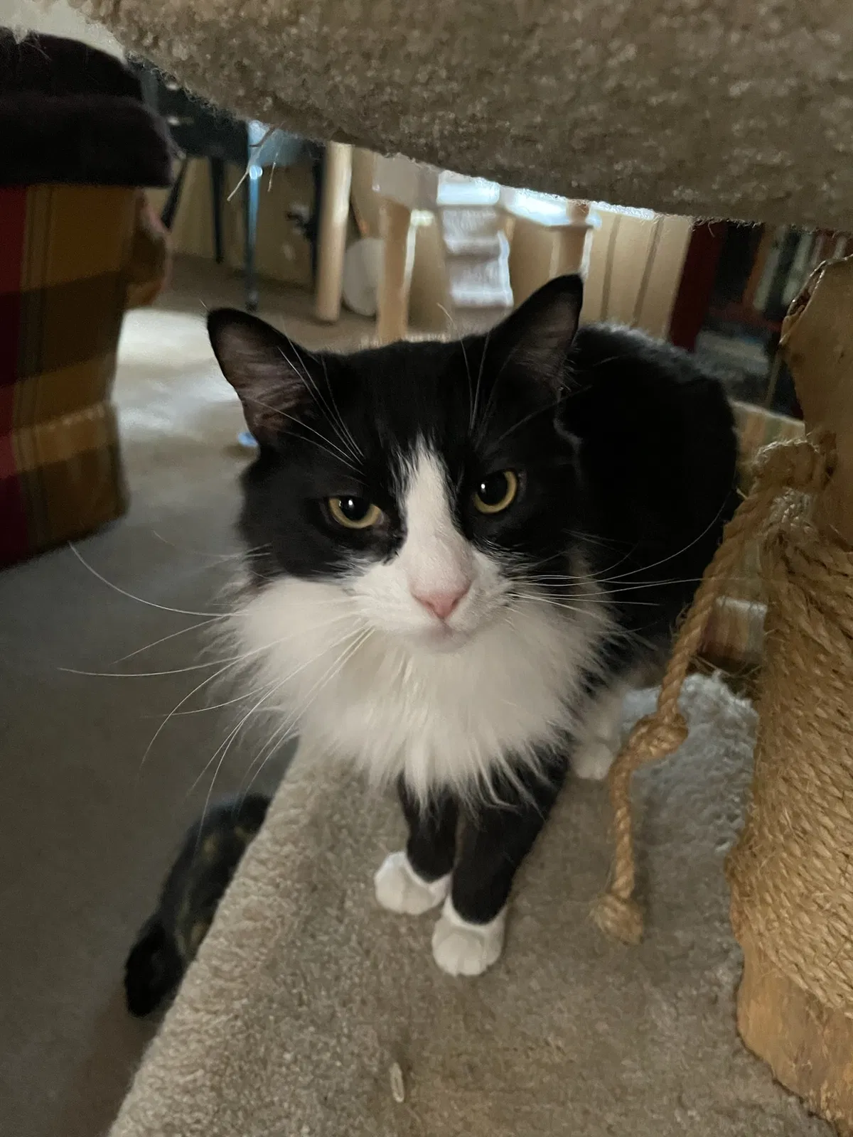 Lost cat in Buford, GA, 30518