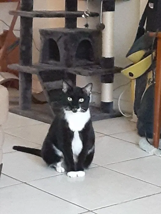 Lost cat in Lake Worth, FL, 33460