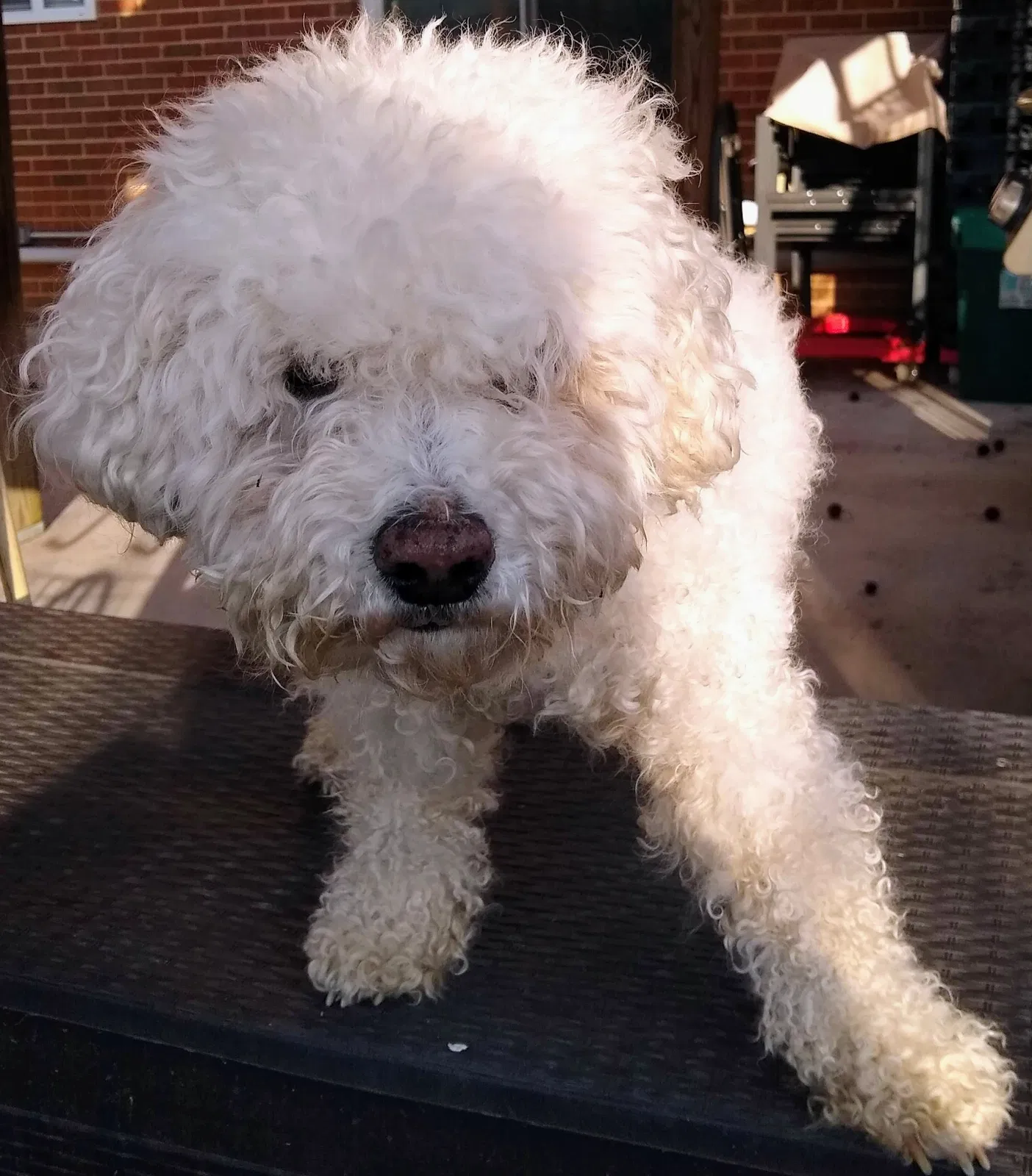 Found dog in Roanoke, VA, 24018