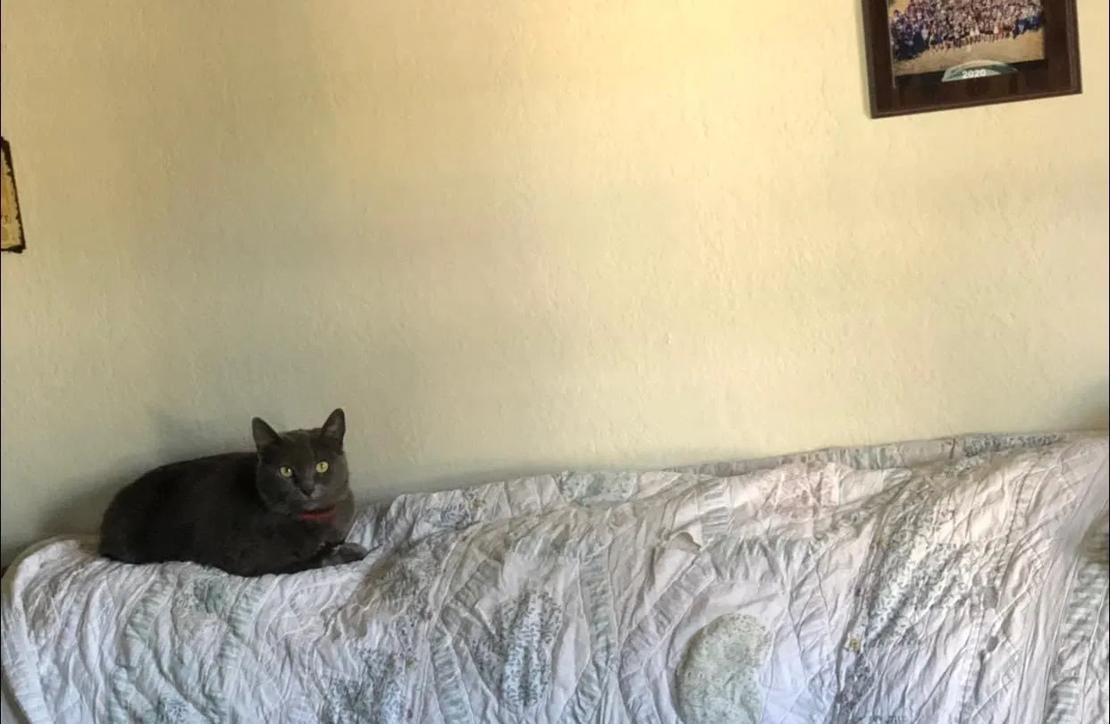 Lost cat in San Angelo, TX, 76903