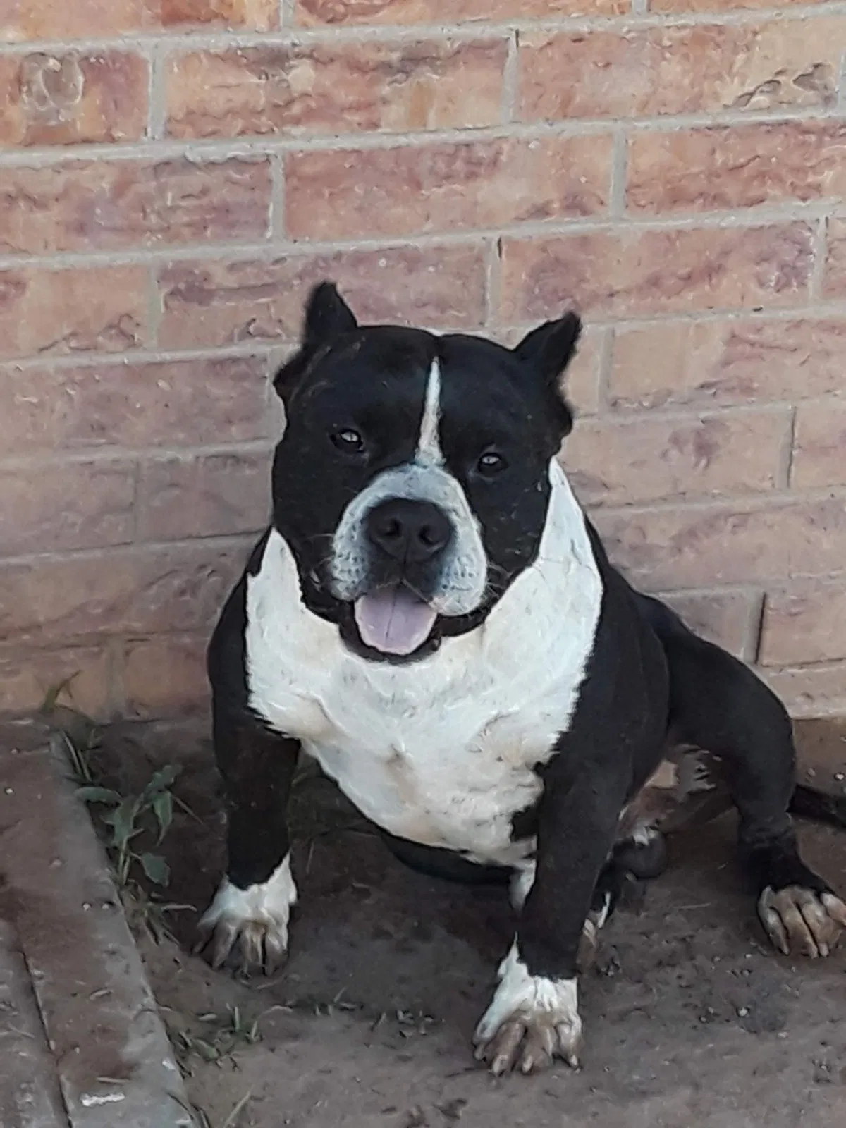 Lost dog in El Paso, TX, 79930