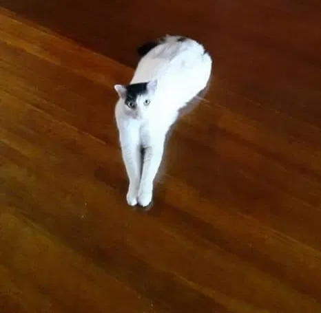 Lost cat in Kannapolis, NC, 28083
