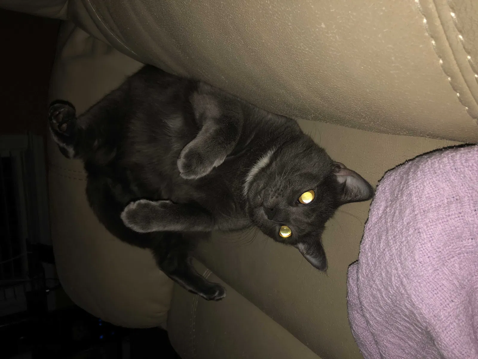 Lost cat in Coats, NC, 27521