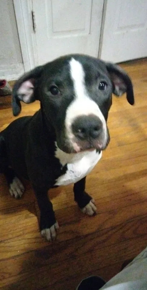 Lost dog in Oklahoma City, OK, 73127