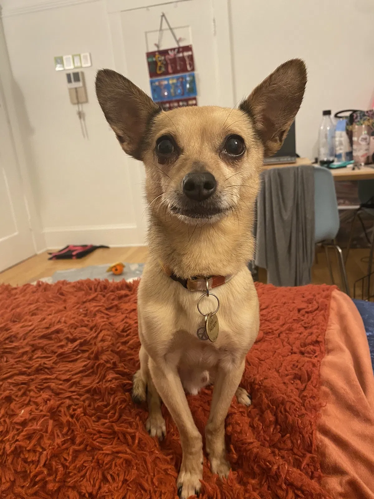 Lost dog in Oakland, CA, 94607
