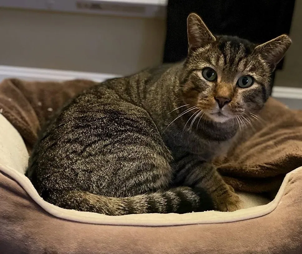 Lost cat in Dayton, OH, 45439