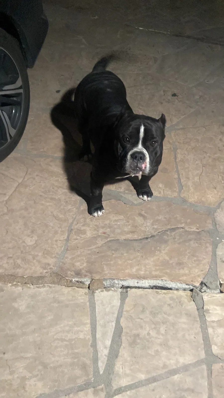 Lost dog in Santa Ana, CA, 92707