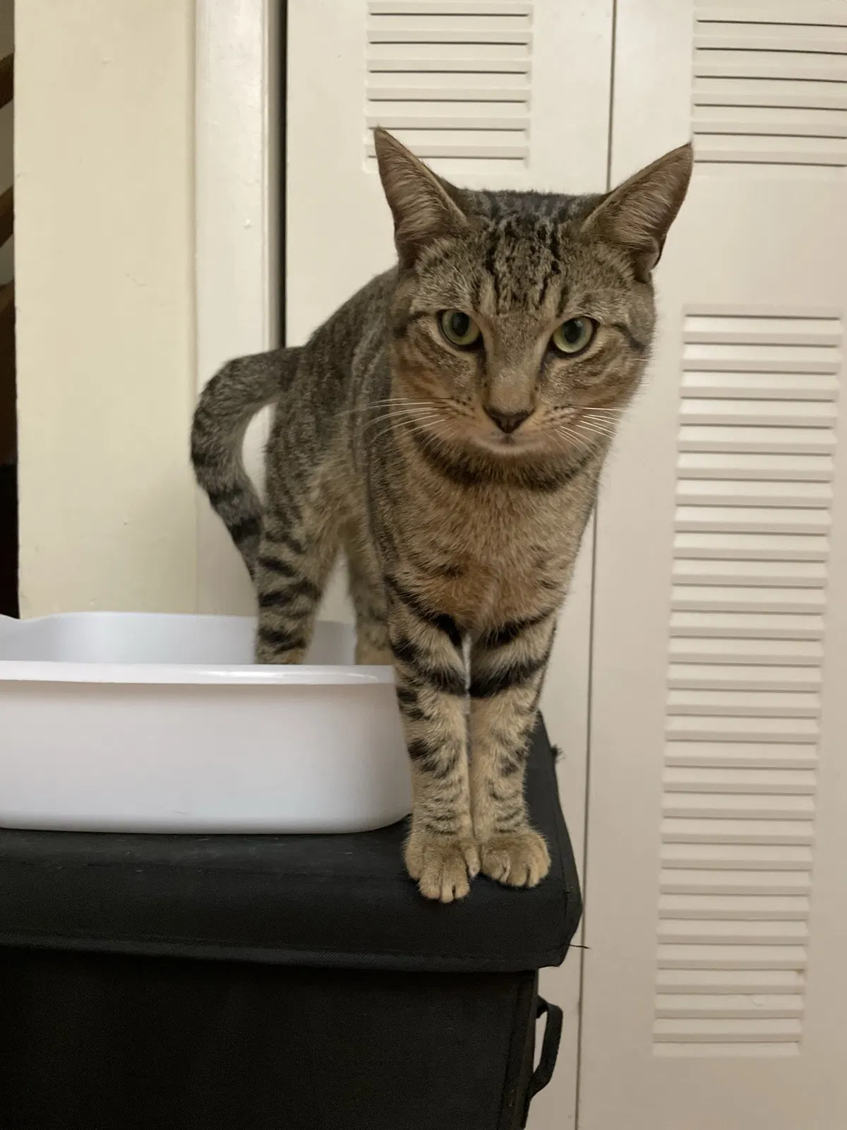 Lost cat in Miami, FL, 33173