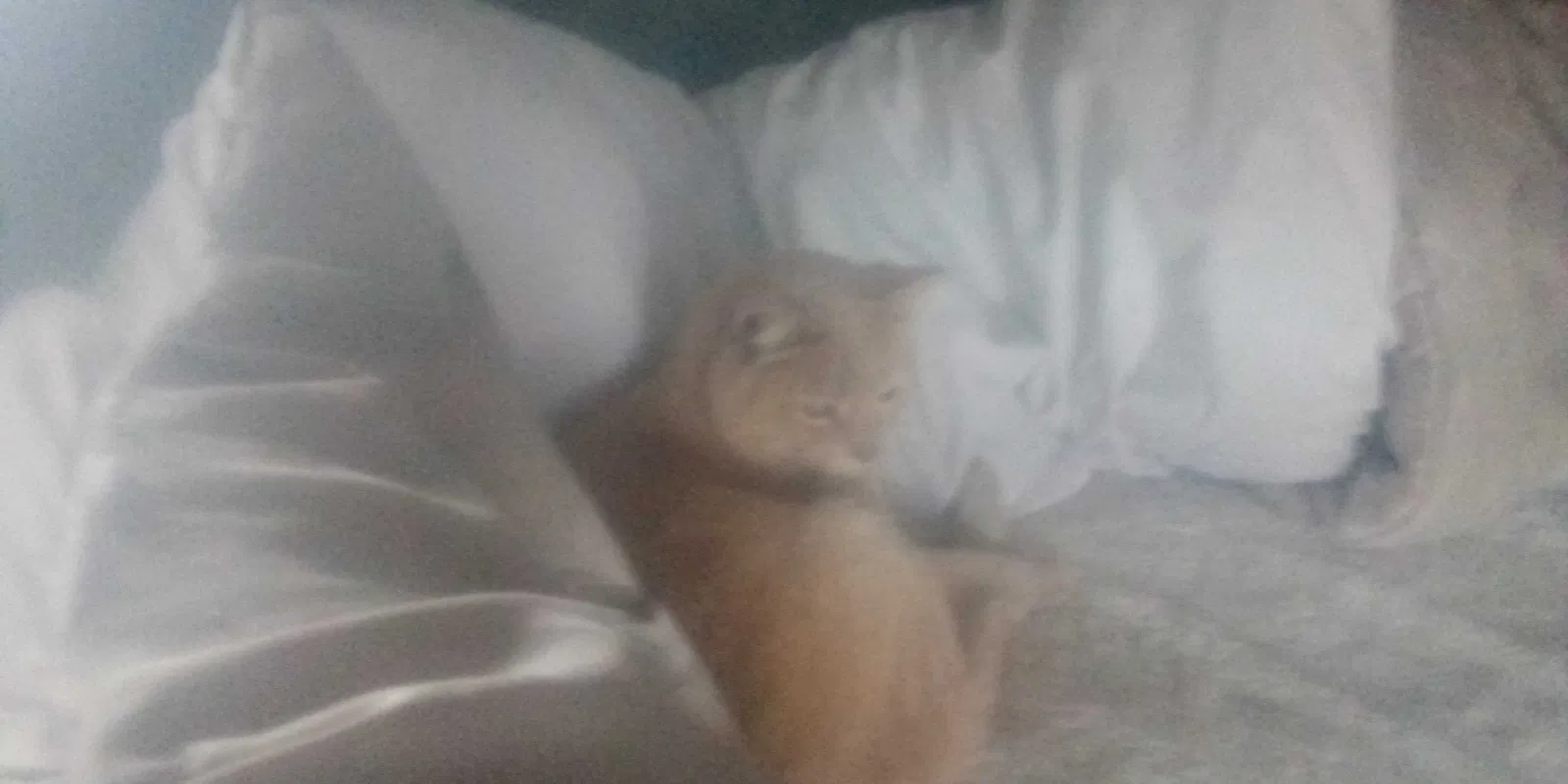 Lost cat in Fresno, CA, 93706