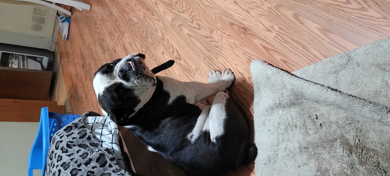Lost dog in Van Nuys, CA, 91406